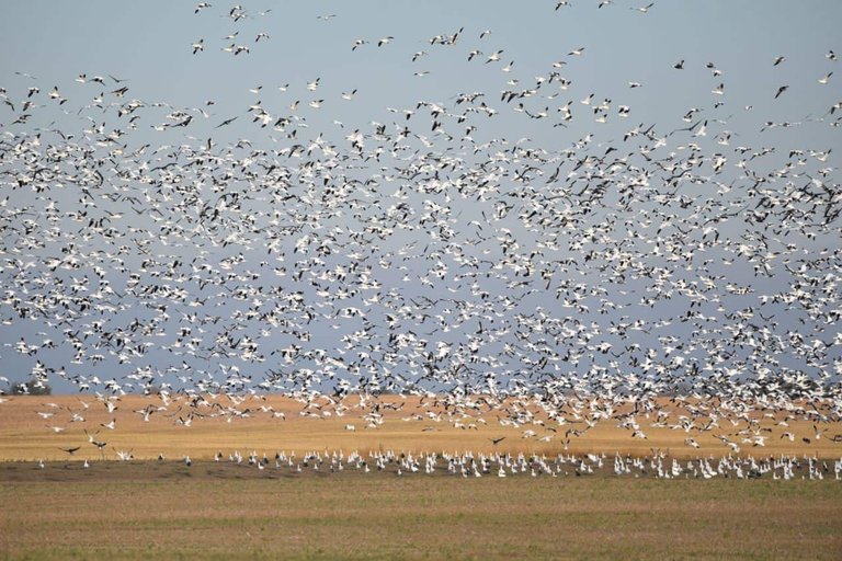 Birdwatching Booms in Saskatchewan as Species Return